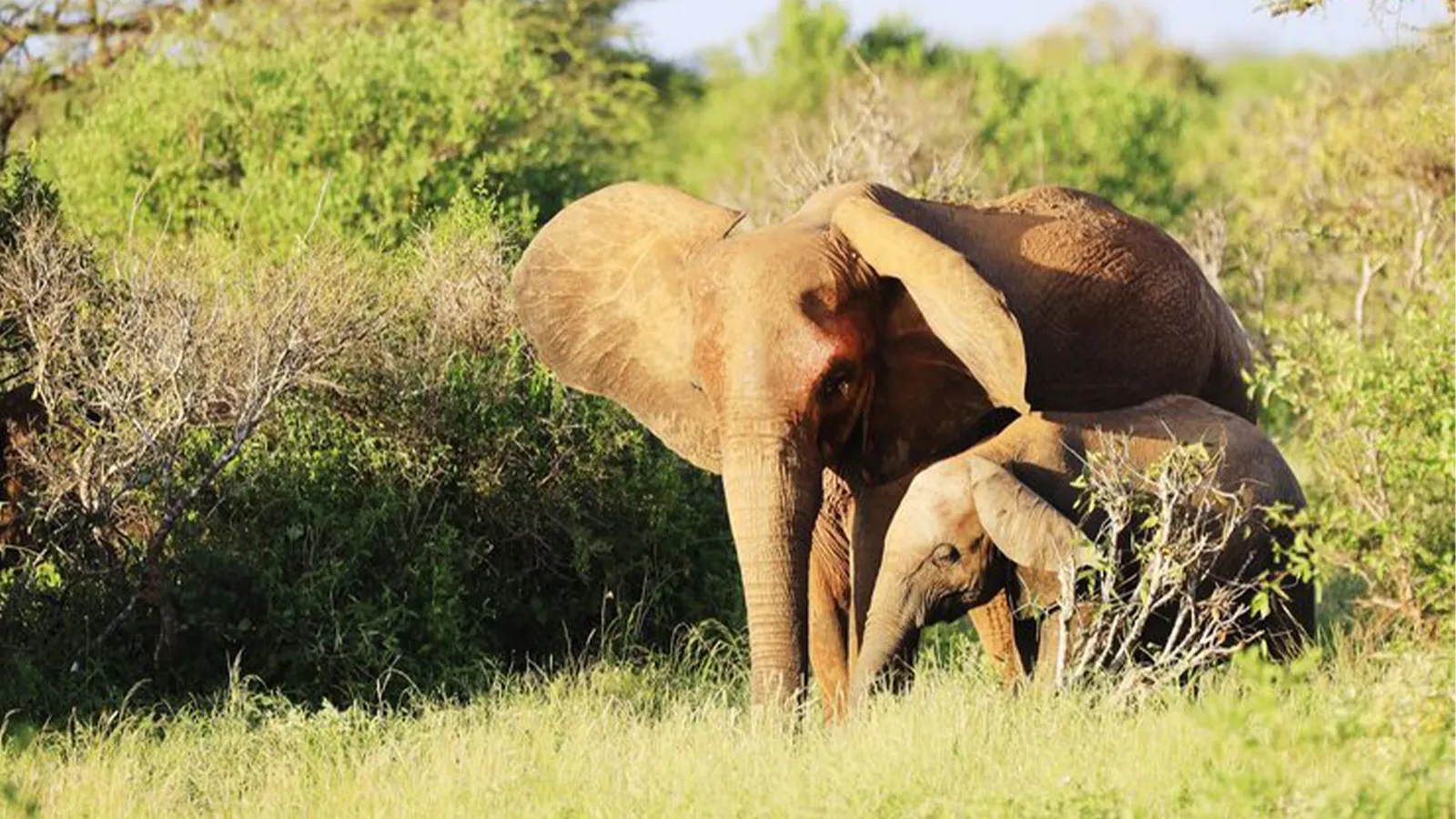 Aberdares National Park Kenya – Ol Pejeta Conservancy Safari