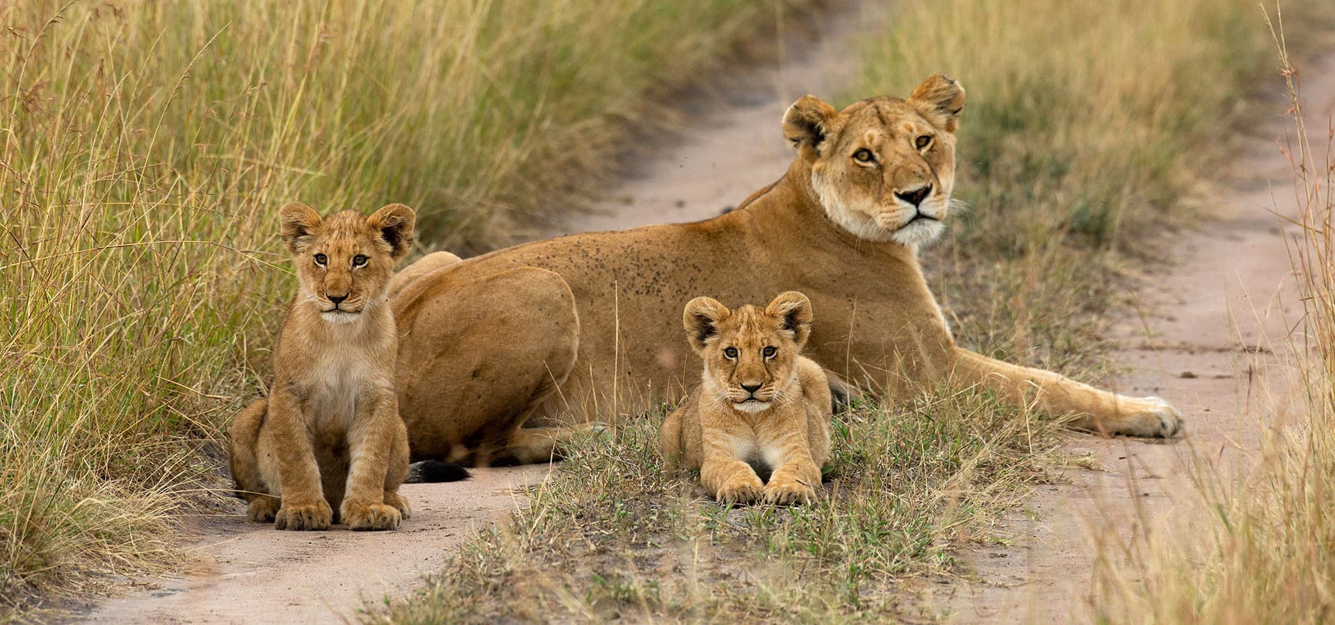 Maasai Mara Golden Hour: A Simple Routine for Big-Cat Moments