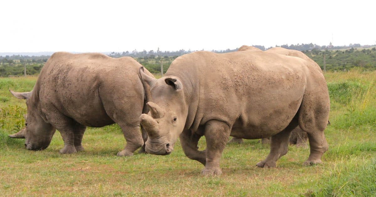 Nanyuki Day Plan: A Calm, Conservation-First Visit to Ol Pejeta