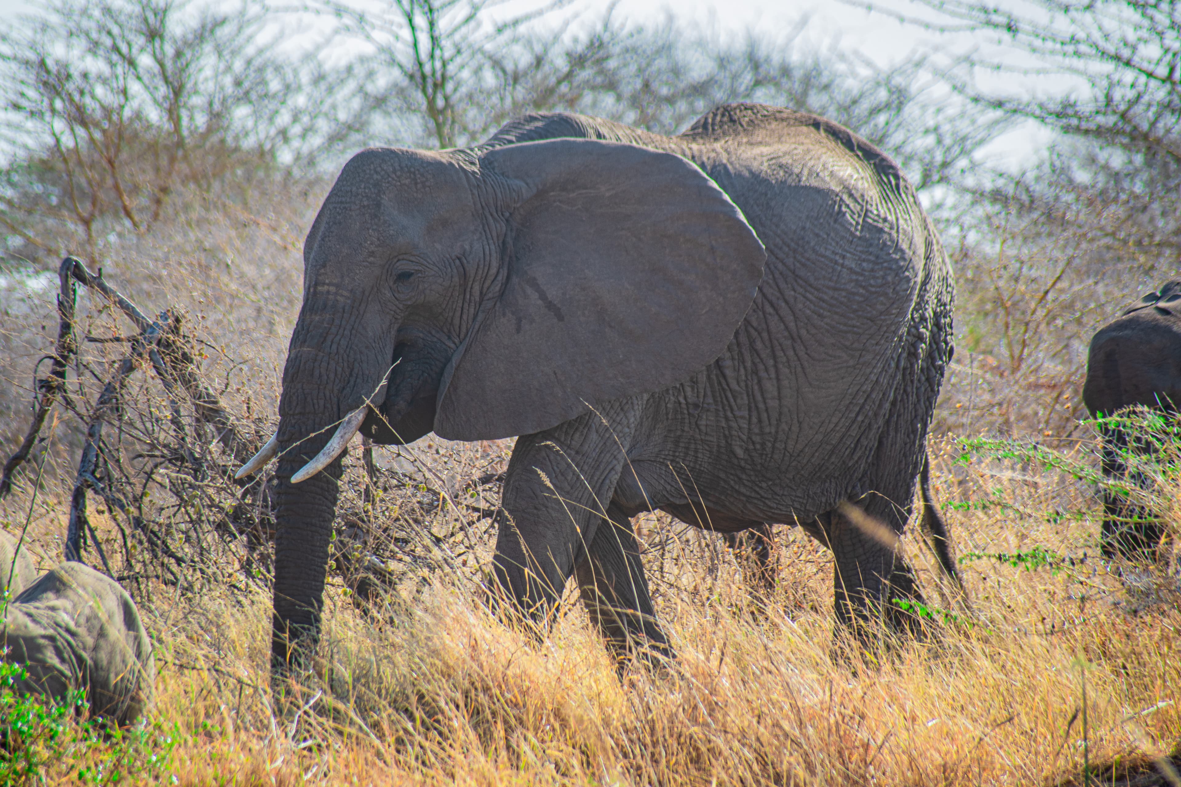 Samburu River Trails: How to Read the Ewaso Ng’iro Like a Guide
