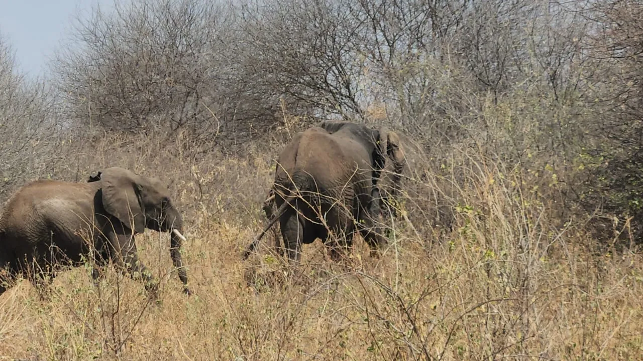 Cultural Experiences: Visiting Maasai Villages