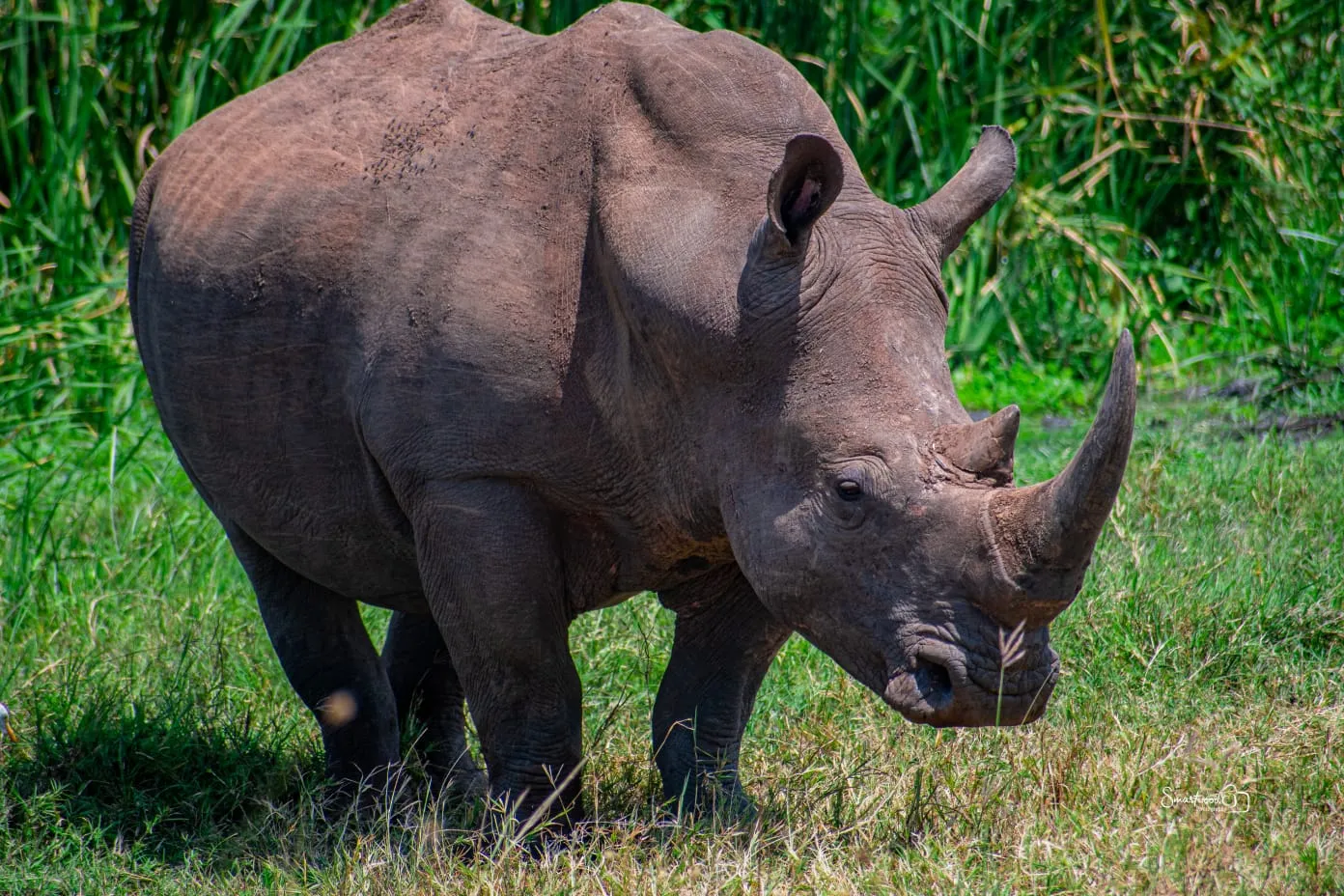 Hikers climbing Mount Kenya with snow-capped peaks in background