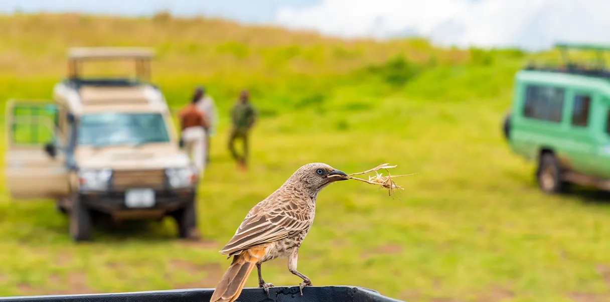 Marutek safari vehicle for self-drive