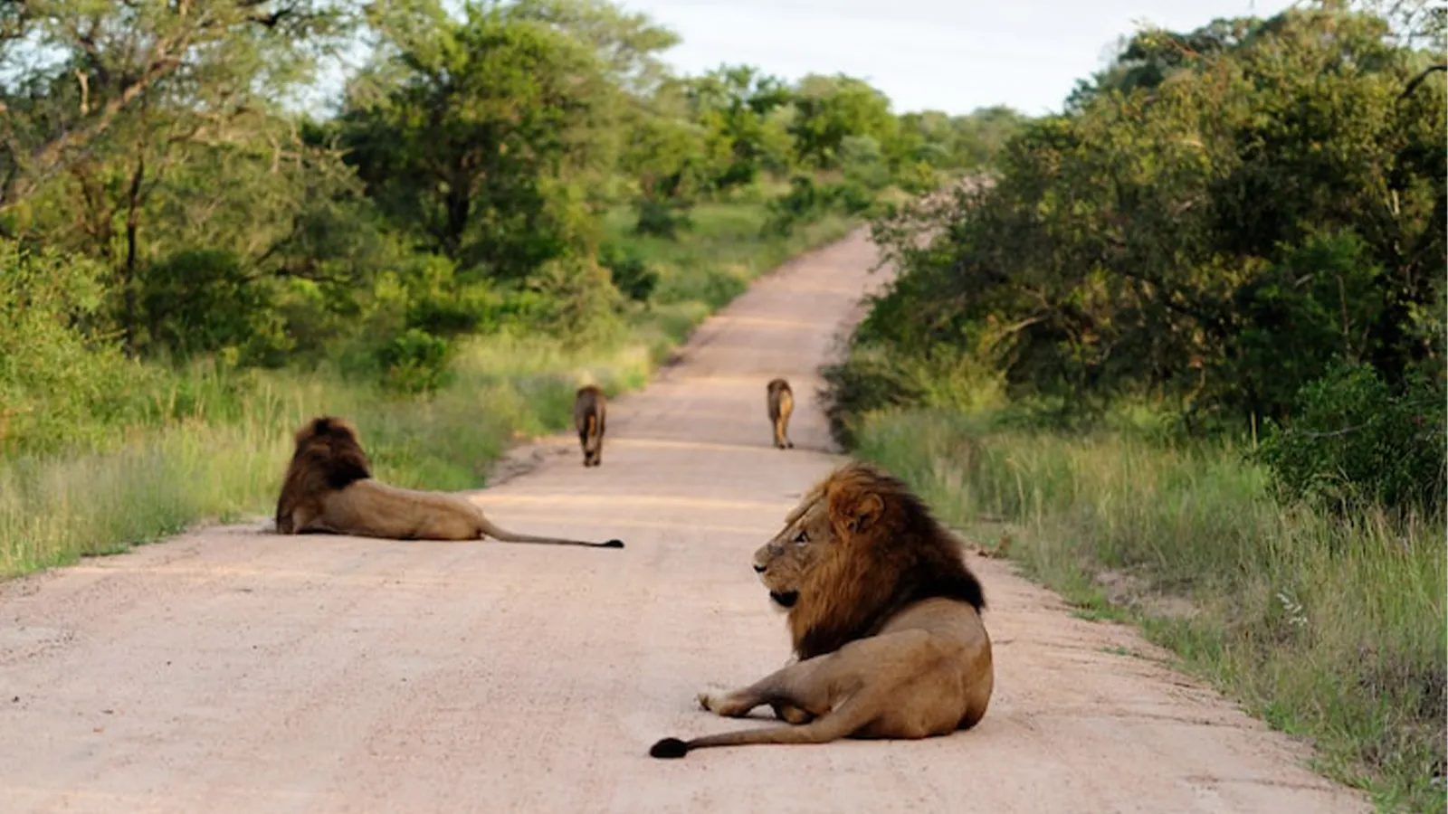 Masai Mara Tours – The Essence of the Wild