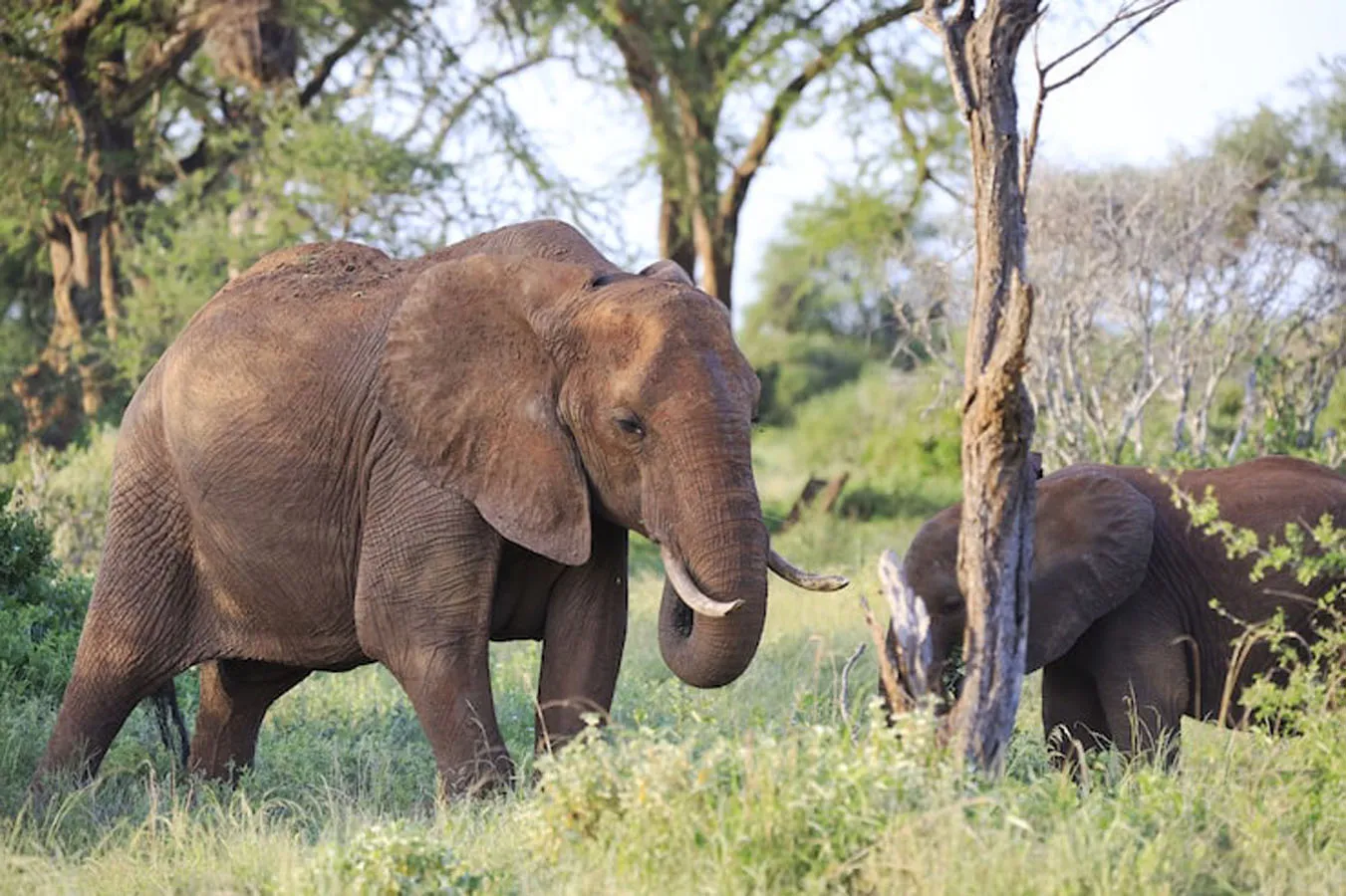 Kenya Safari Tour – Luxury Safari & Beach Holiday Across Kenya